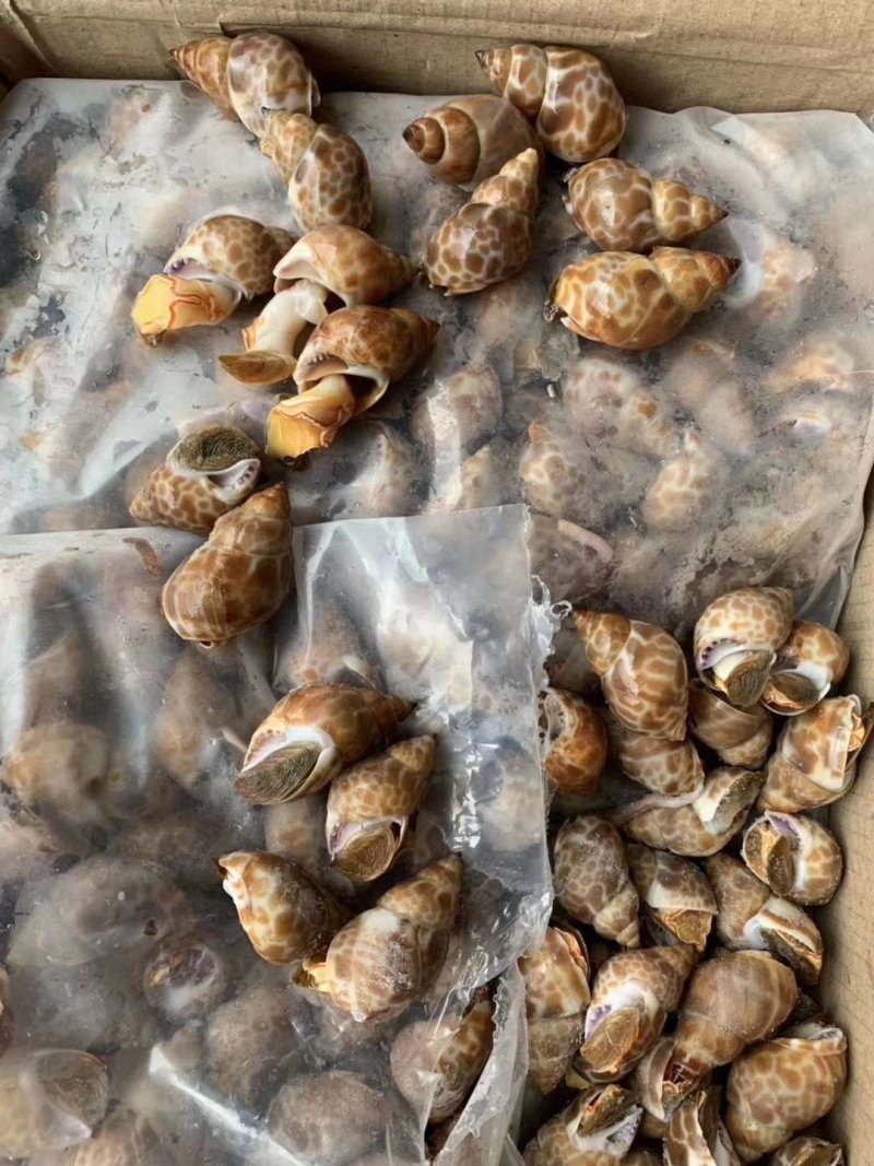 花螺鲜活冷冻海螺香螺小海螺东风螺新鲜海鲜水产贝类冰鲜花螺