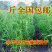 进口无芒雀麦多年生牧草家禽都喜食