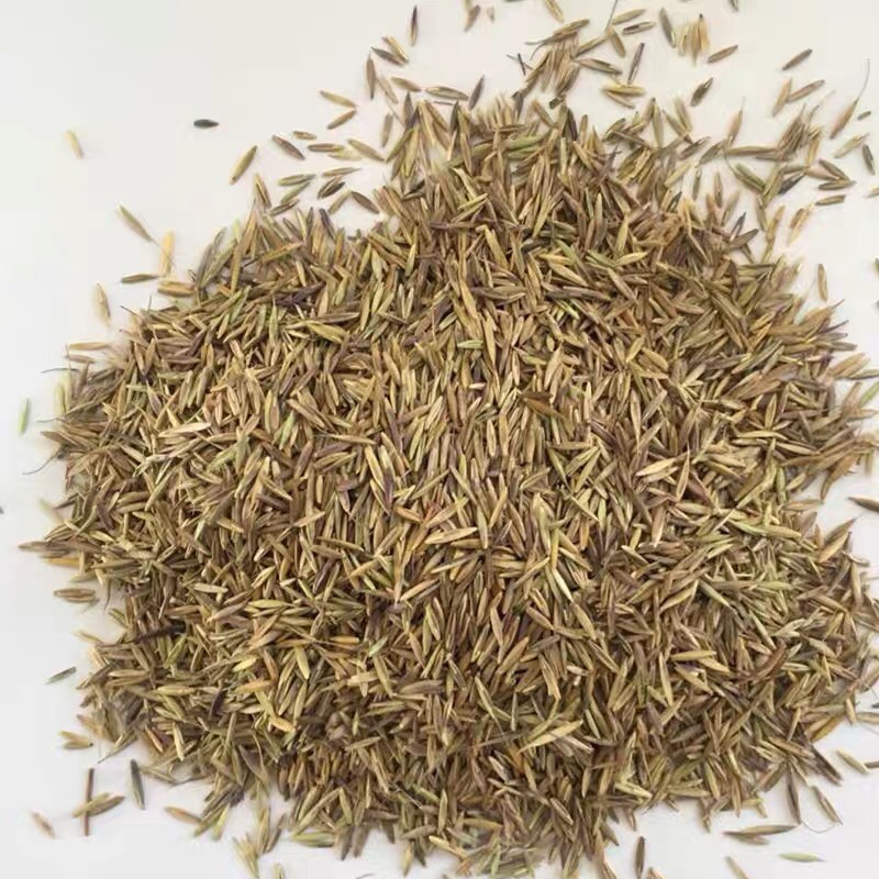 进口无芒雀麦多年生牧草家禽都喜食