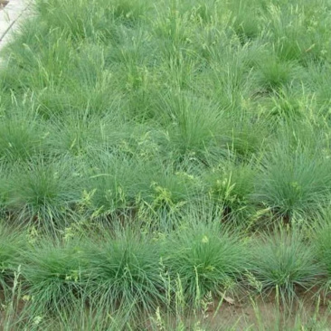 进口无芒雀麦多年生牧草家禽都喜食