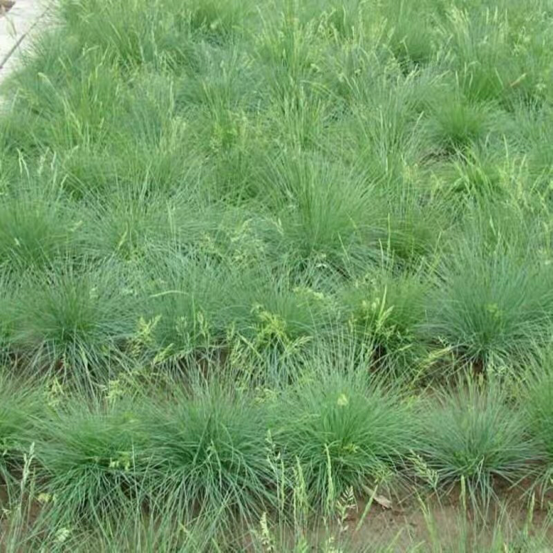进口无芒雀麦多年生牧草家禽都喜食
