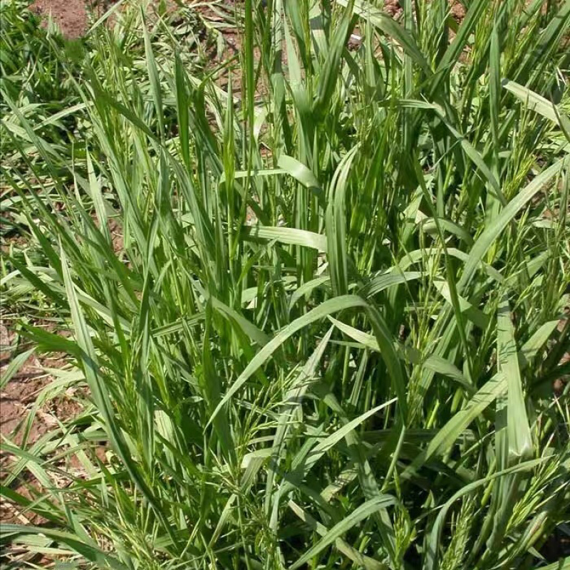 进口无芒雀麦多年生牧草家禽都喜食