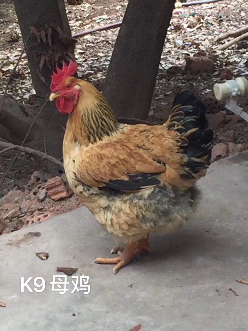 k9鸡苗822麻黄k9鸡苗新广901鸡苗全国运输