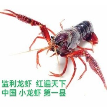 监利龙虾,红遍天下!产量第一市,质量保障,规格齐全可定制