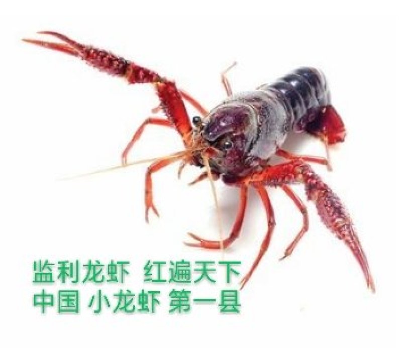 监利龙虾，红遍天下！产量第一市，质量保障，规格齐全可定制