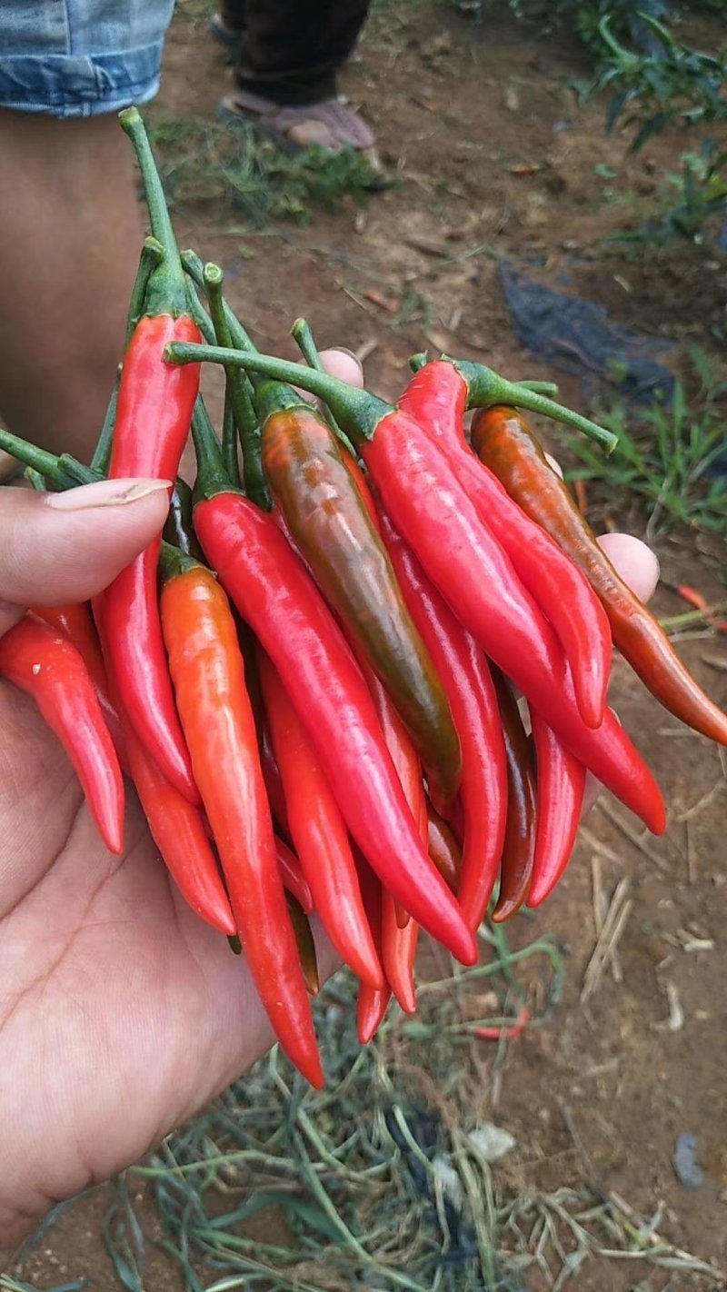 新鲜辣椒大量批发上市