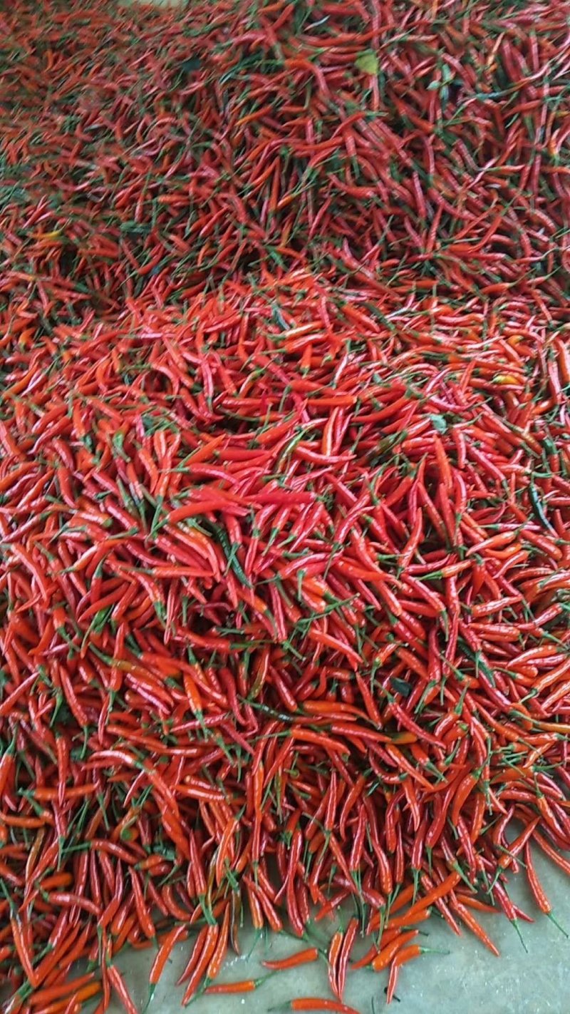 新鲜辣椒大量批发上市