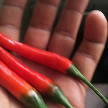 新鲜辣椒大量批发上市