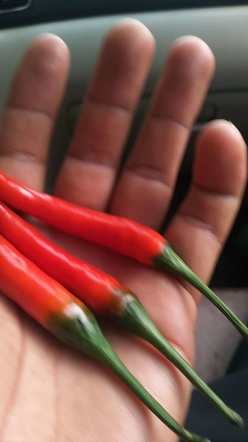 新鲜辣椒大量批发上市