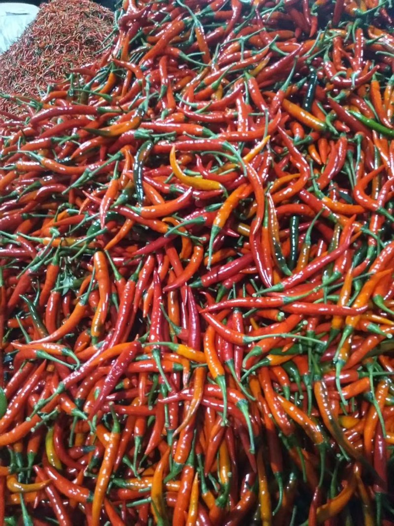 新鲜辣椒大量批发上市