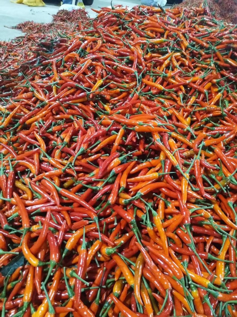 新鲜辣椒大量批发上市
