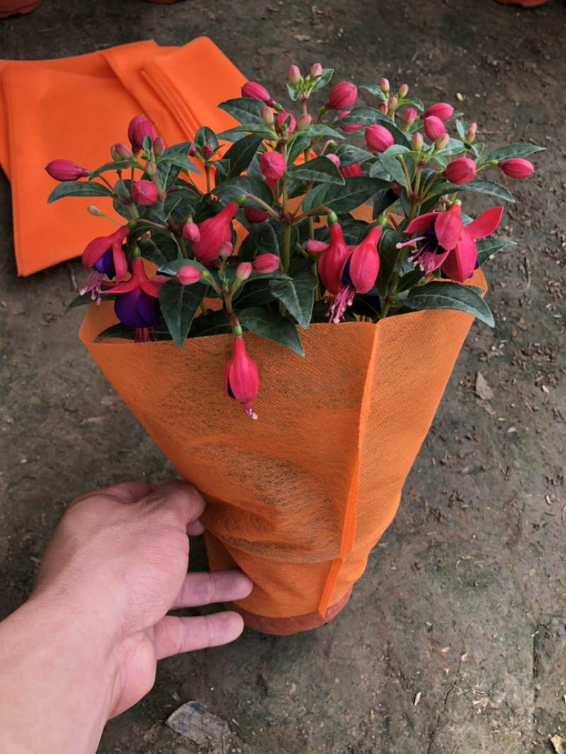倒挂金钟灯笼花基地大量批发
