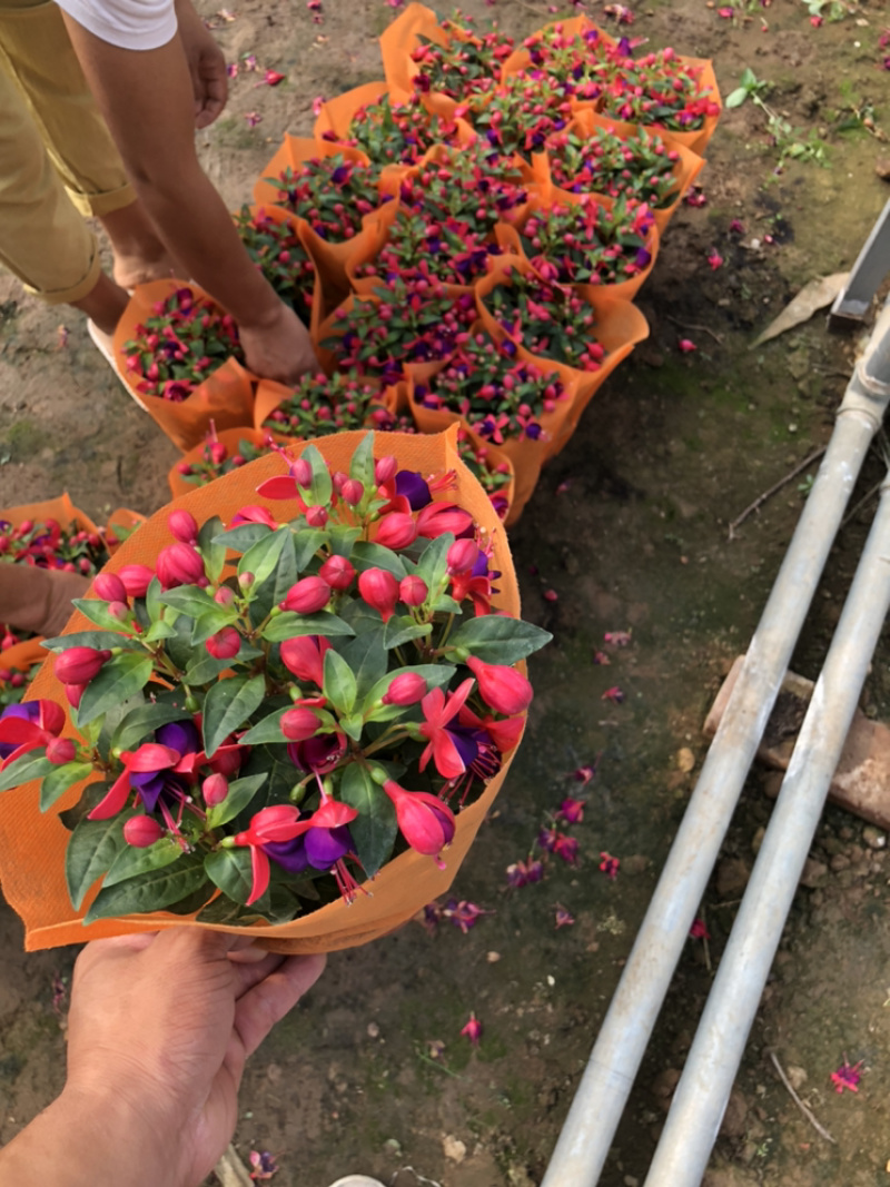 倒挂金钟灯笼花基地大量批发
