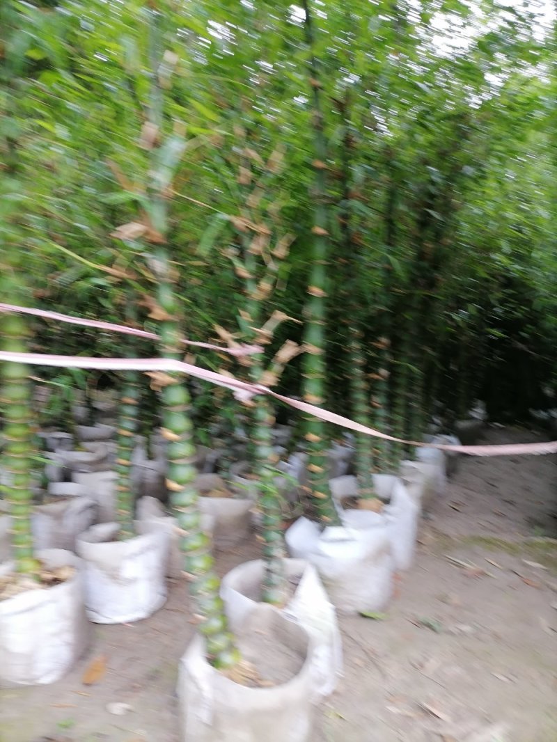 佛肚竹基地，精品佛肚竹。