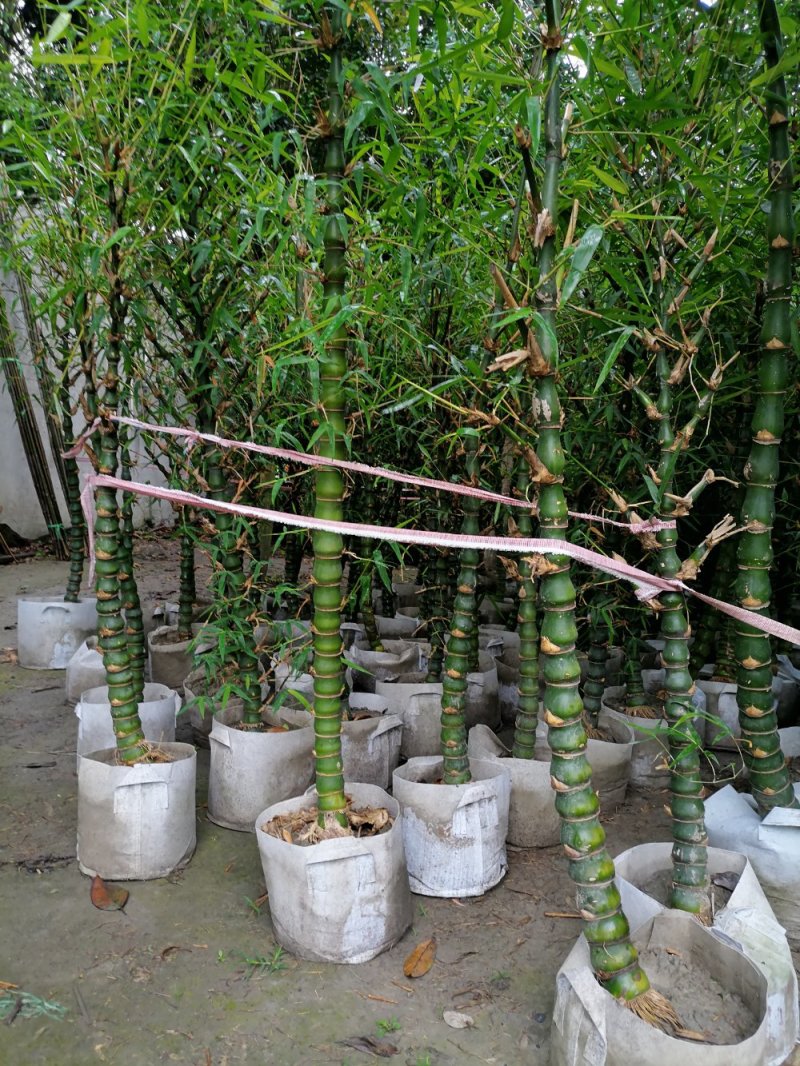 佛肚竹基地，精品佛肚竹。