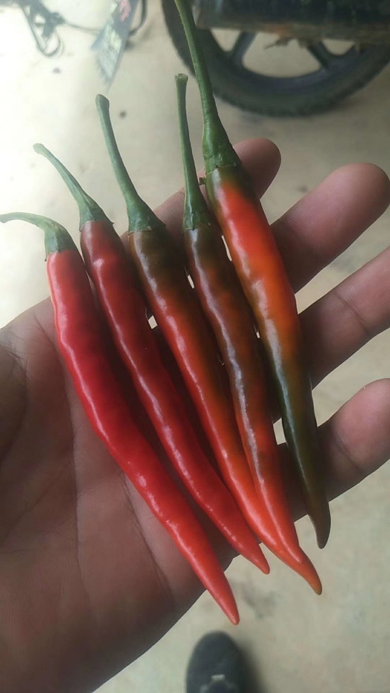 艳红辣椒大量批发上市