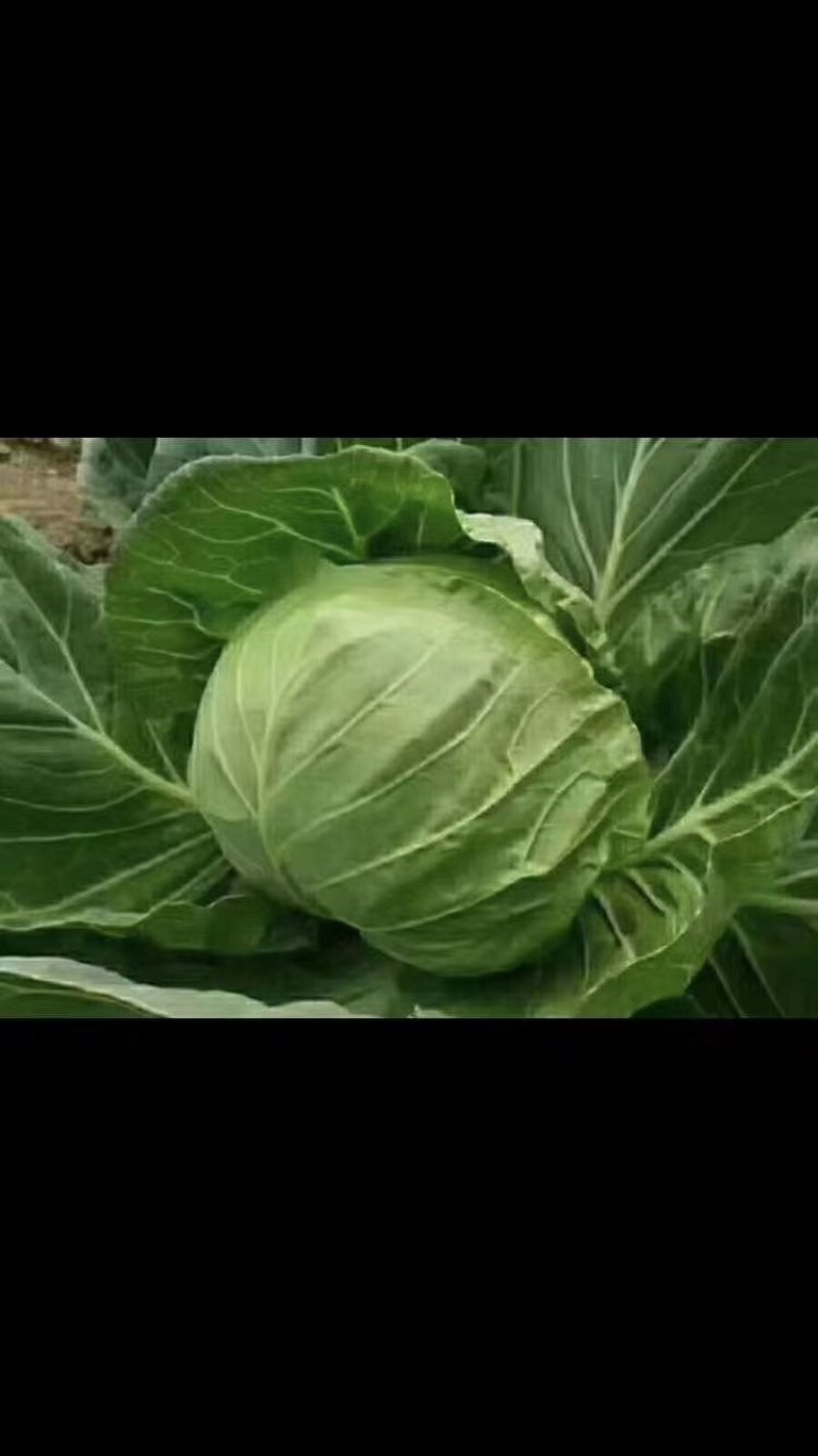精品甘蓝大量上市