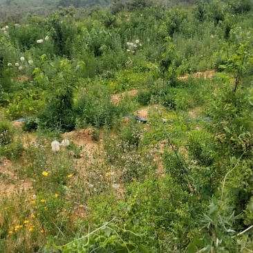 寻求合作，生态种植养殖，