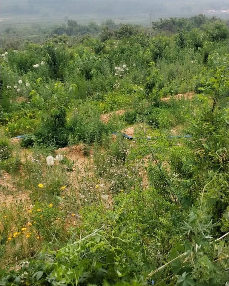寻求合作，生态种植养殖，