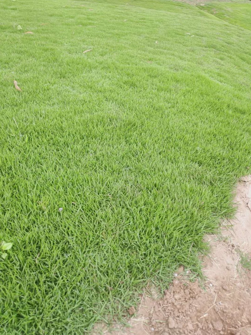 台湾二号草坪成都价格多少钱