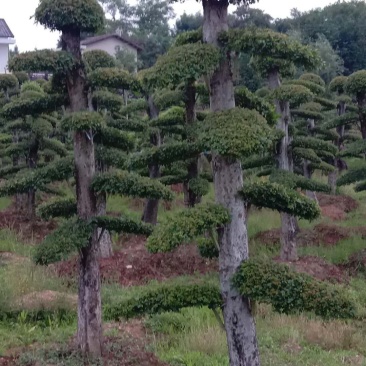 紫薇！古桩大量上市