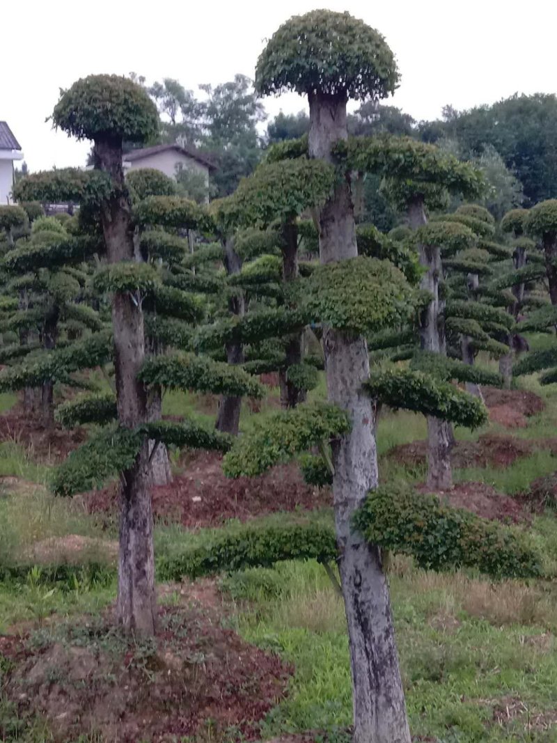 紫薇！古桩大量上市