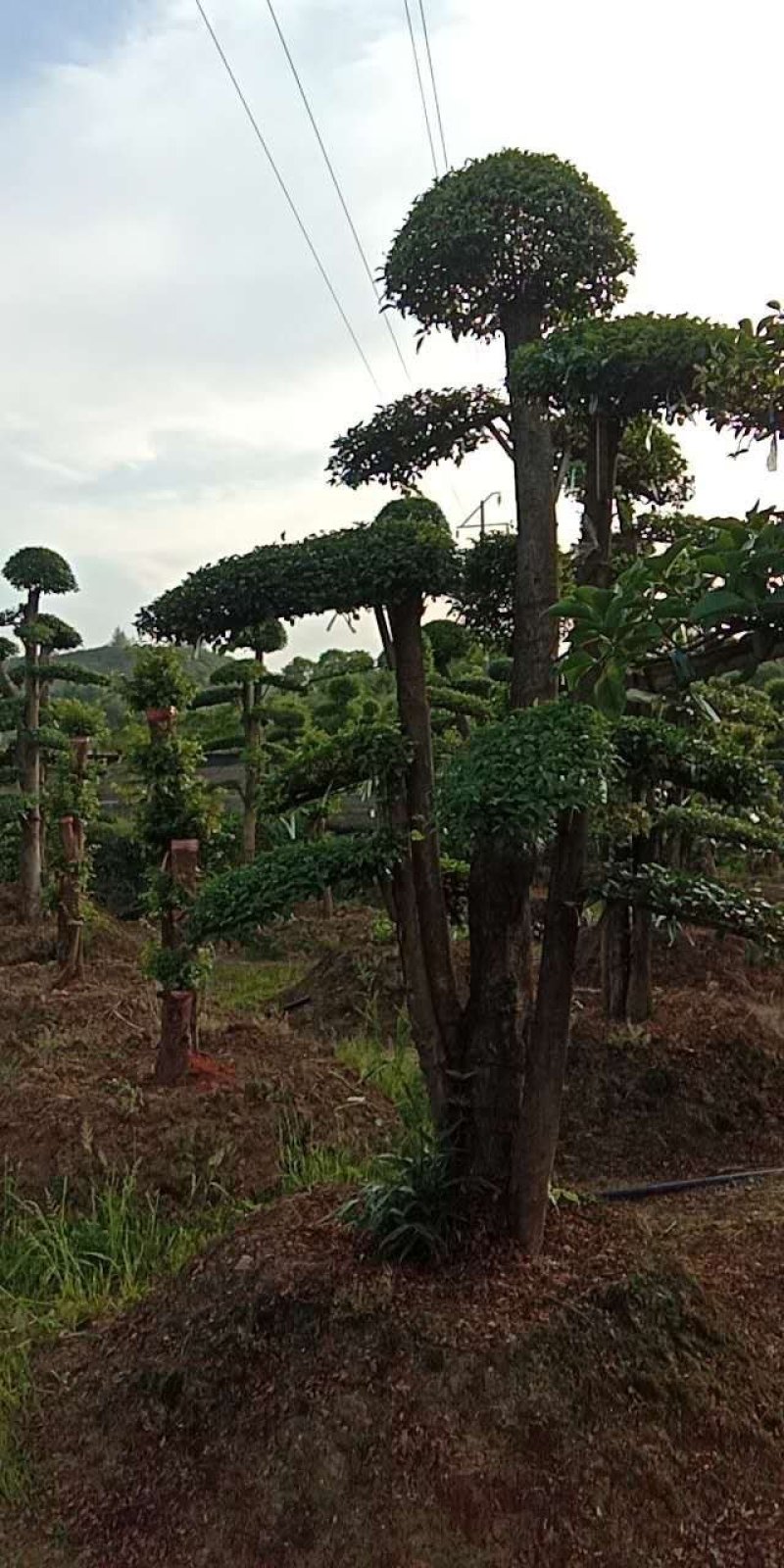 紫薇！古桩大量上市