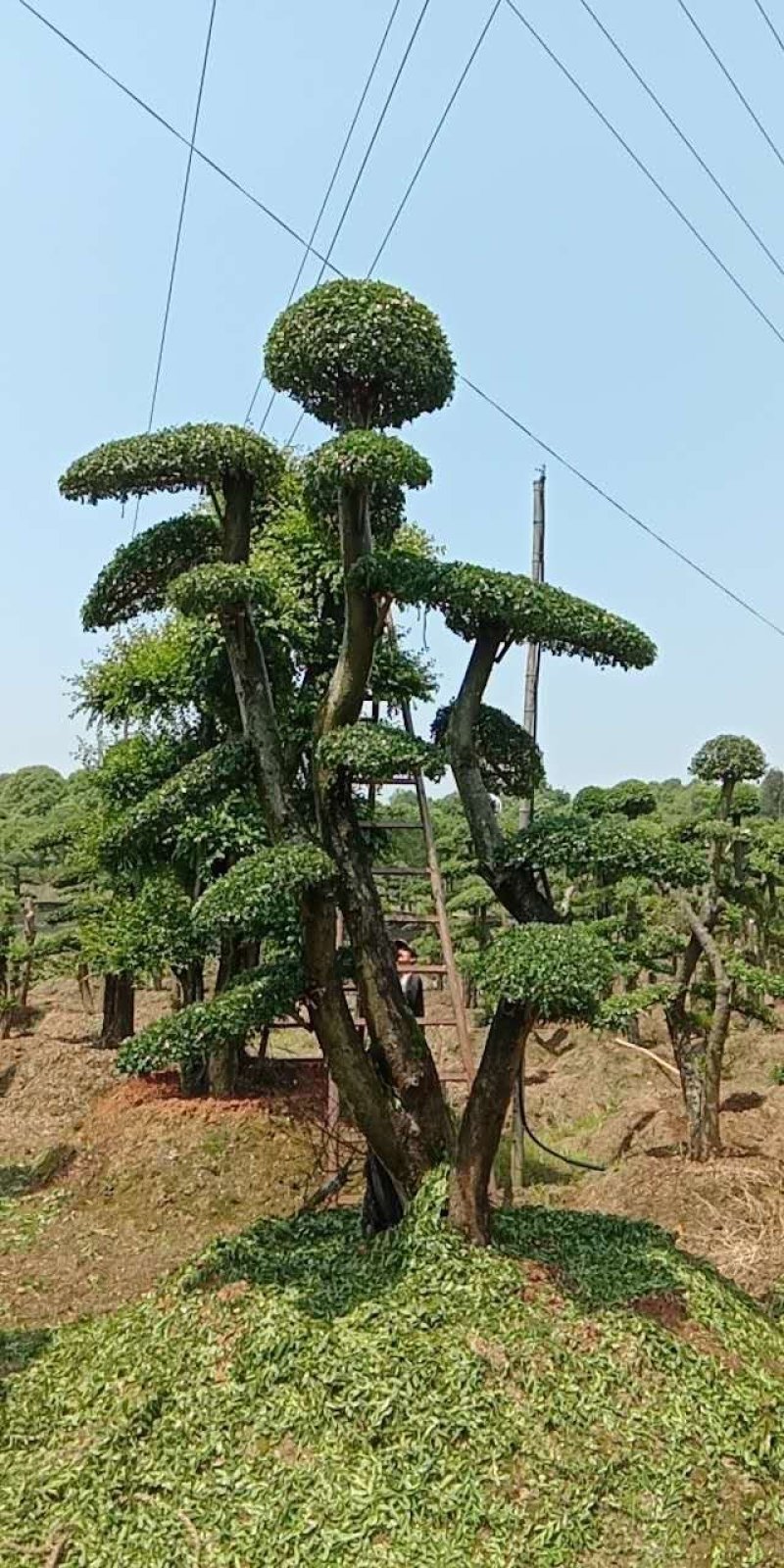 紫薇！古桩大量上市