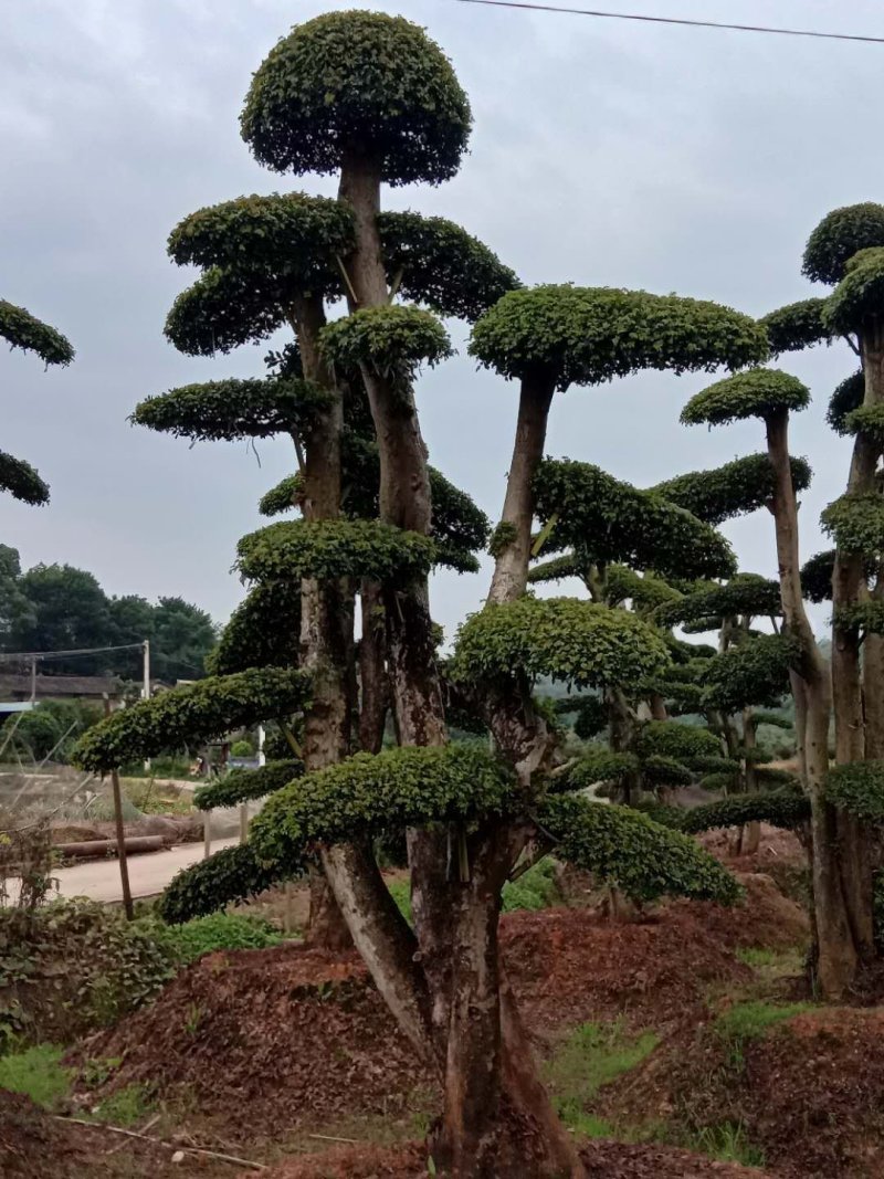 紫薇！古桩大量上市