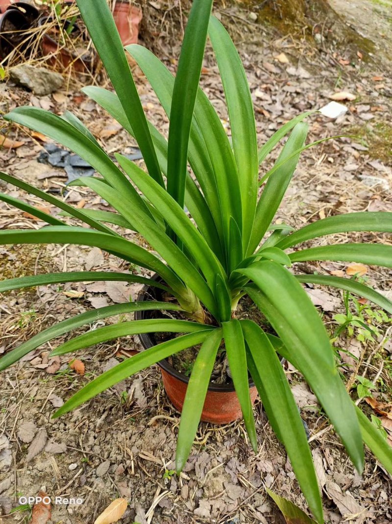 百子莲杯苗地苗50-90公分