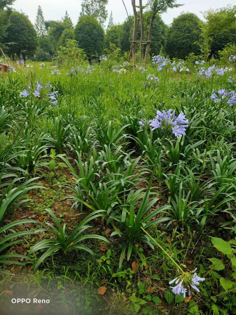 百子莲杯苗地苗50-90公分