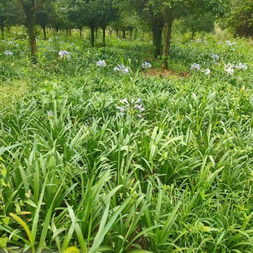 百子莲杯苗地苗50-90公分
