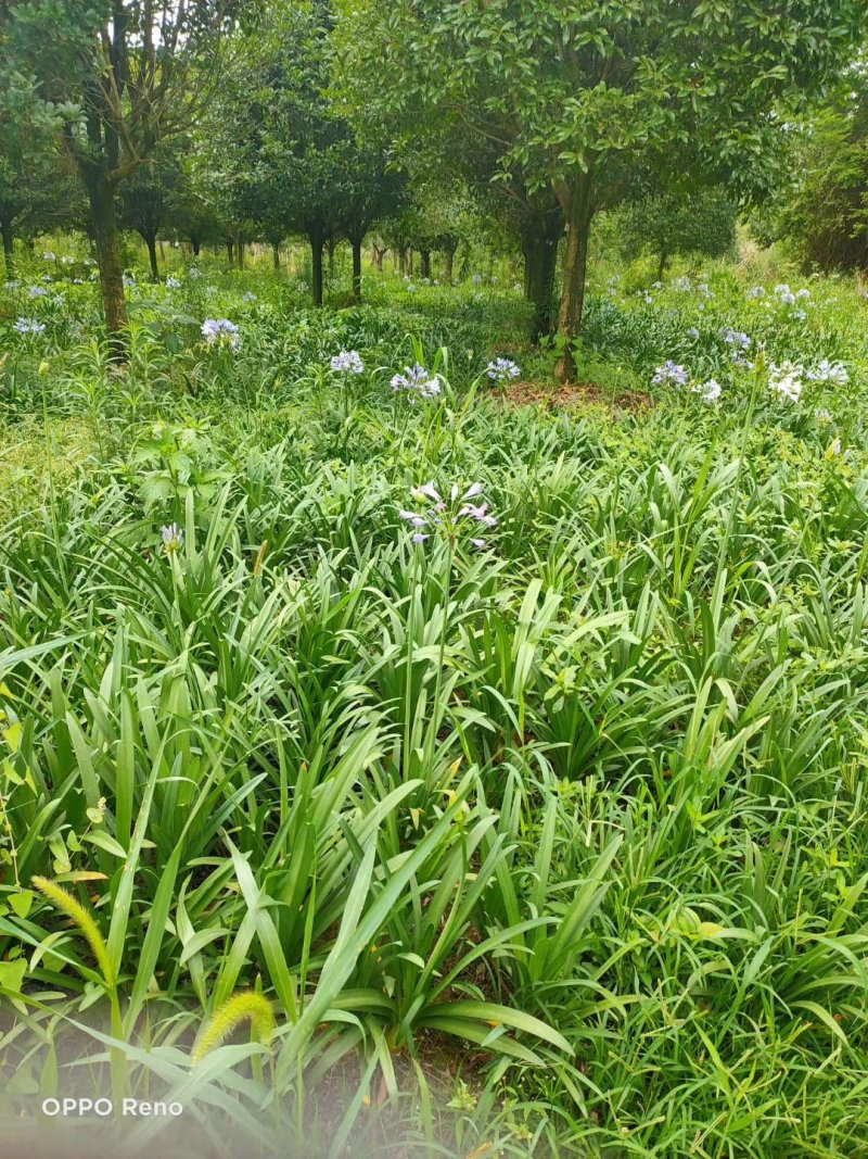 百子莲杯苗地苗50-90公分