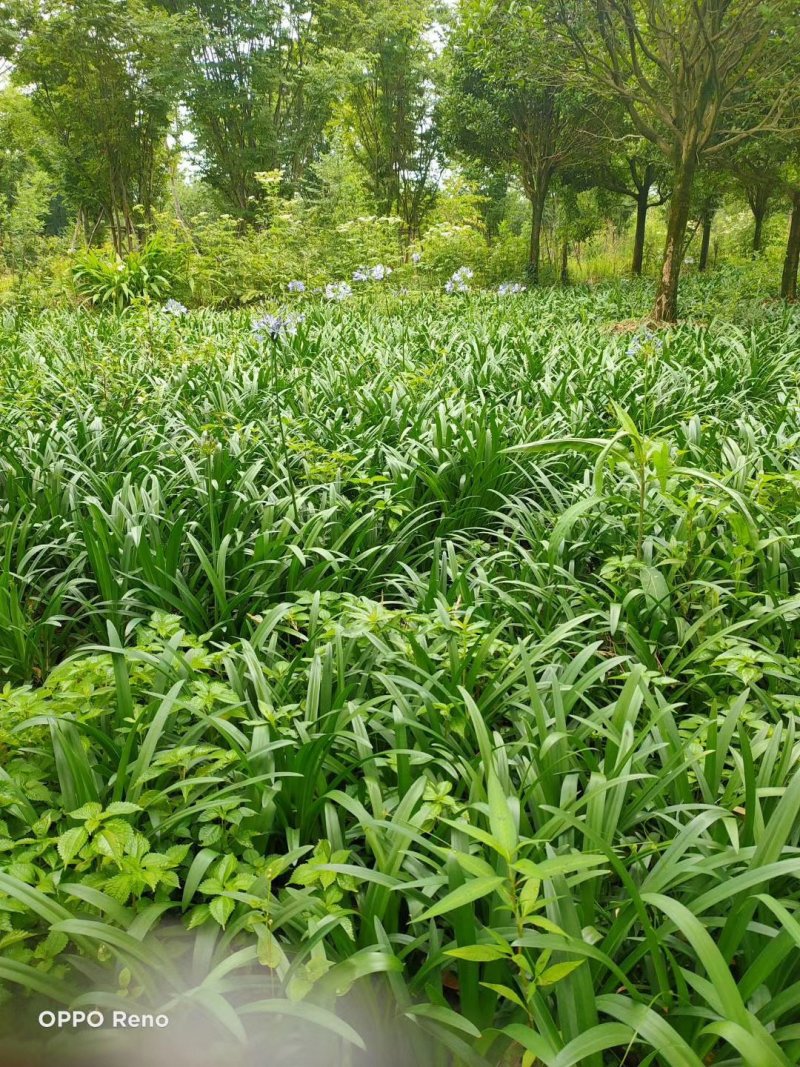 百子莲杯苗地苗50-90公分