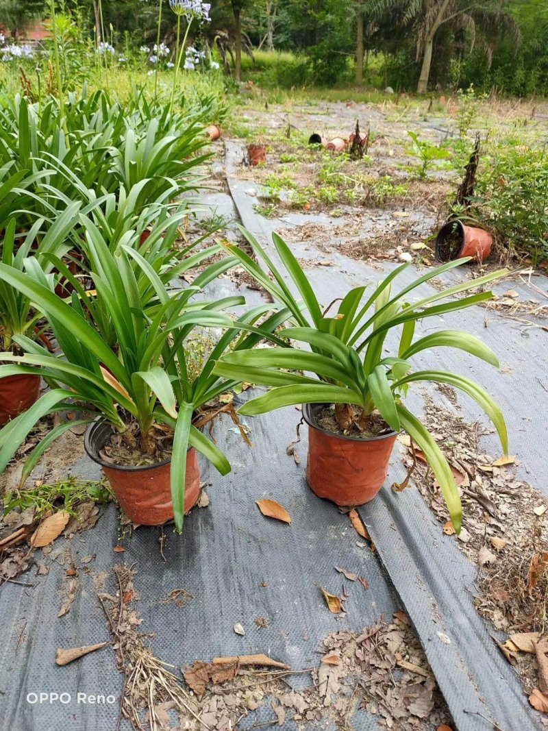 百子莲杯苗地苗50-90公分