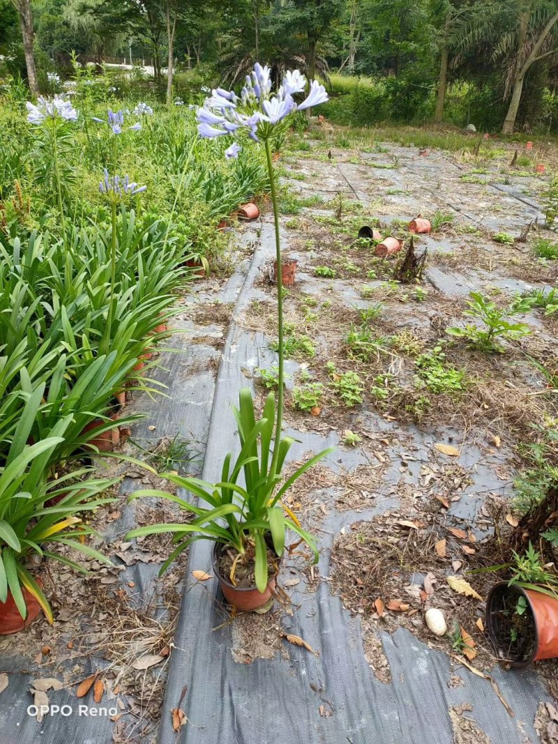 百子莲杯苗地苗50-90公分