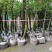 四川佛肚竹出售佛肚竹袋苗销售规格齐全支持现场选货