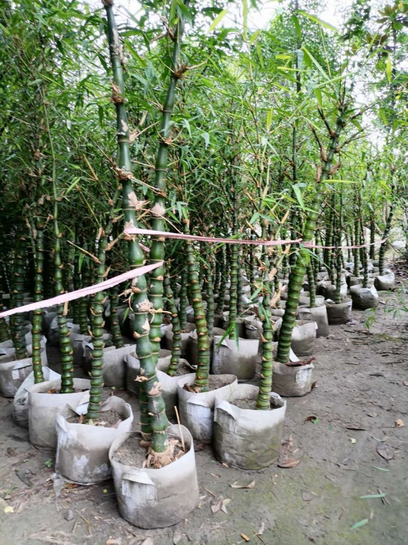 四川佛肚竹出售佛肚竹袋苗销售规格齐全支持现场选货