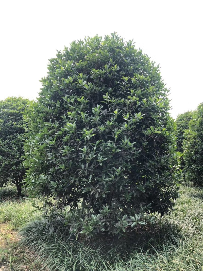 地笼子桂花四川基地直供量大规格齐全的地笼桂花量大从优