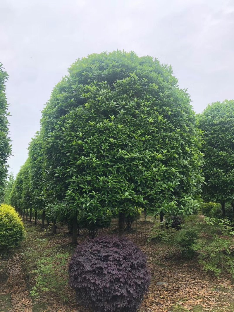 地笼子桂花四川基地直供量大规格齐全的地笼桂花量大从优