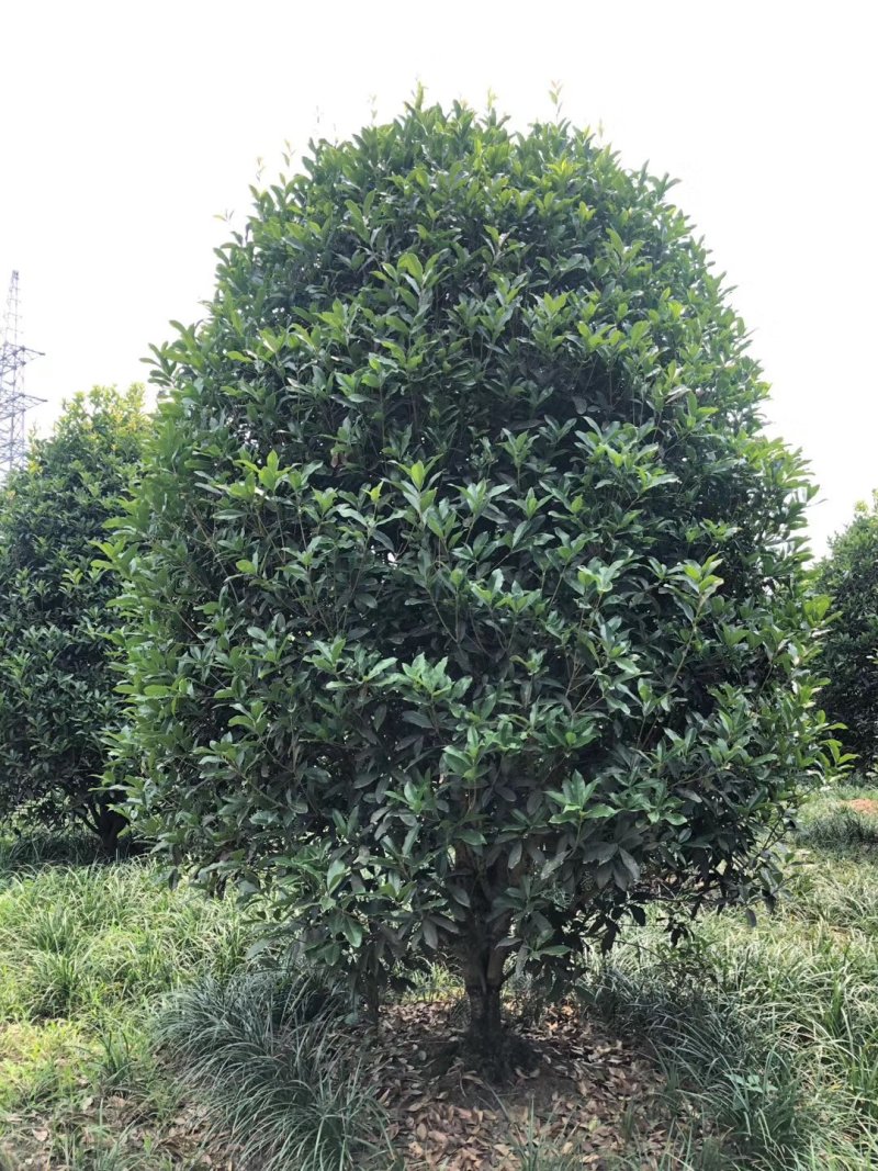 地笼子桂花四川基地直供量大规格齐全的地笼桂花量大从优