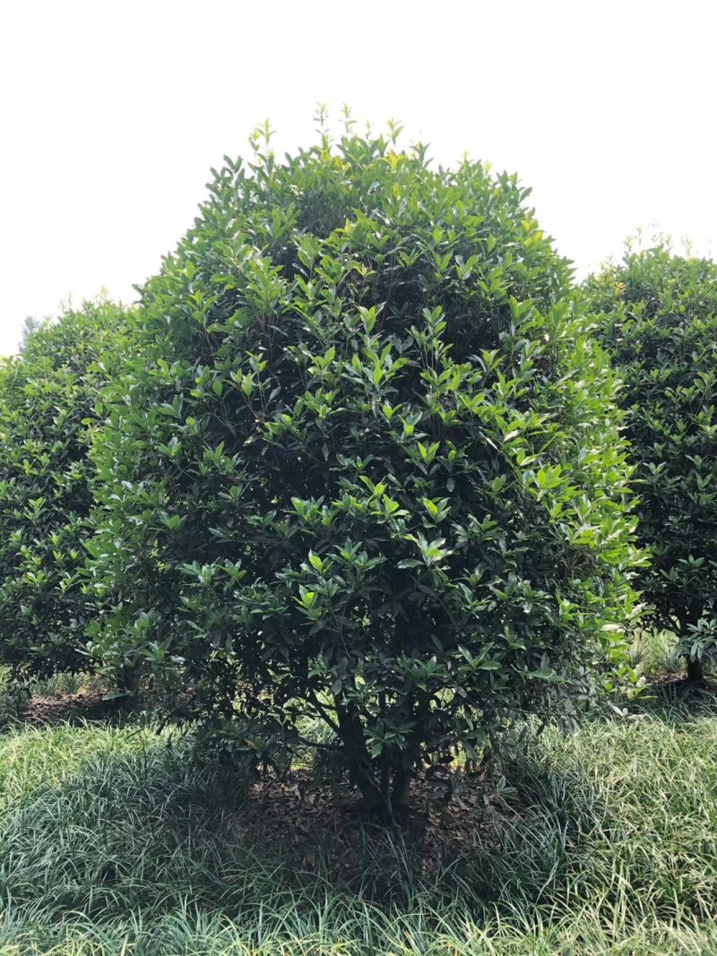 地笼子桂花四川基地直供量大规格齐全的地笼桂花量大从优
