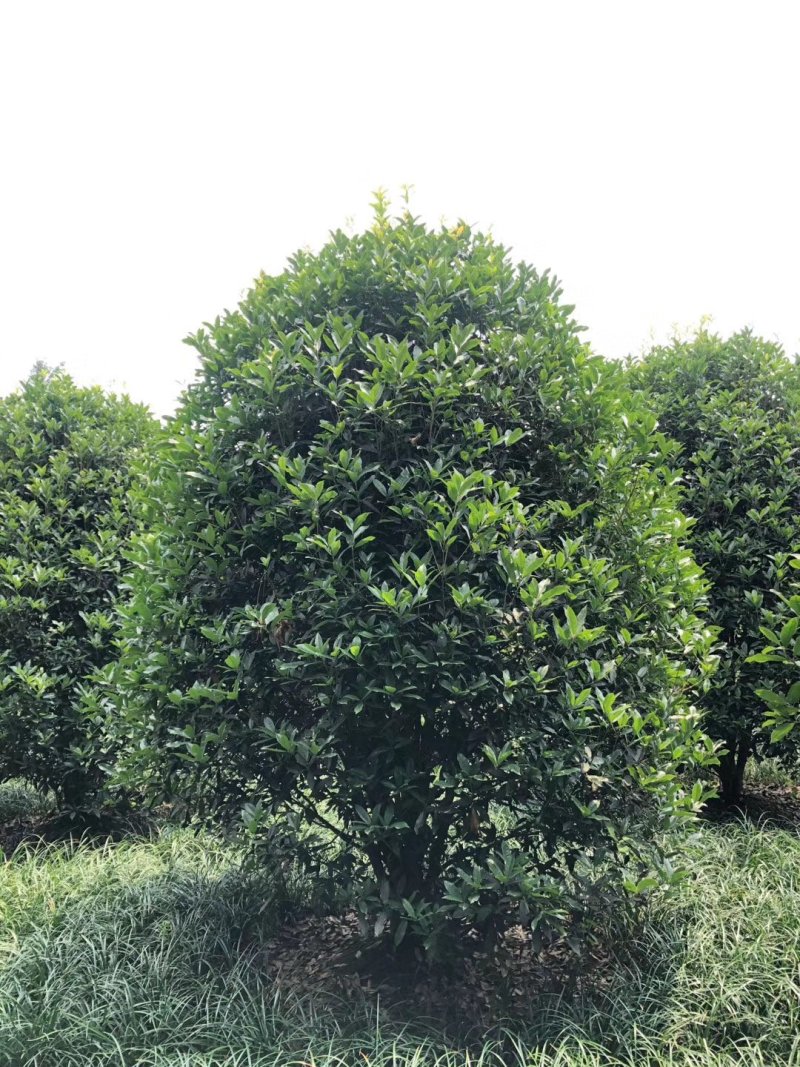 地笼子桂花四川基地直供量大规格齐全的地笼桂花量大从优