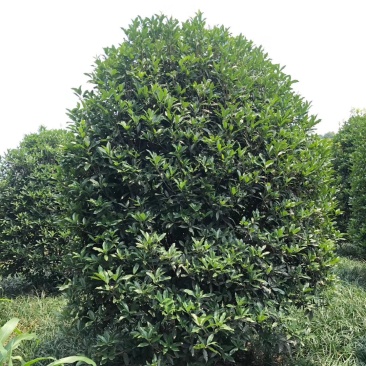 地笼子桂花四川基地直供量大规格齐全的地笼桂花量大从优
