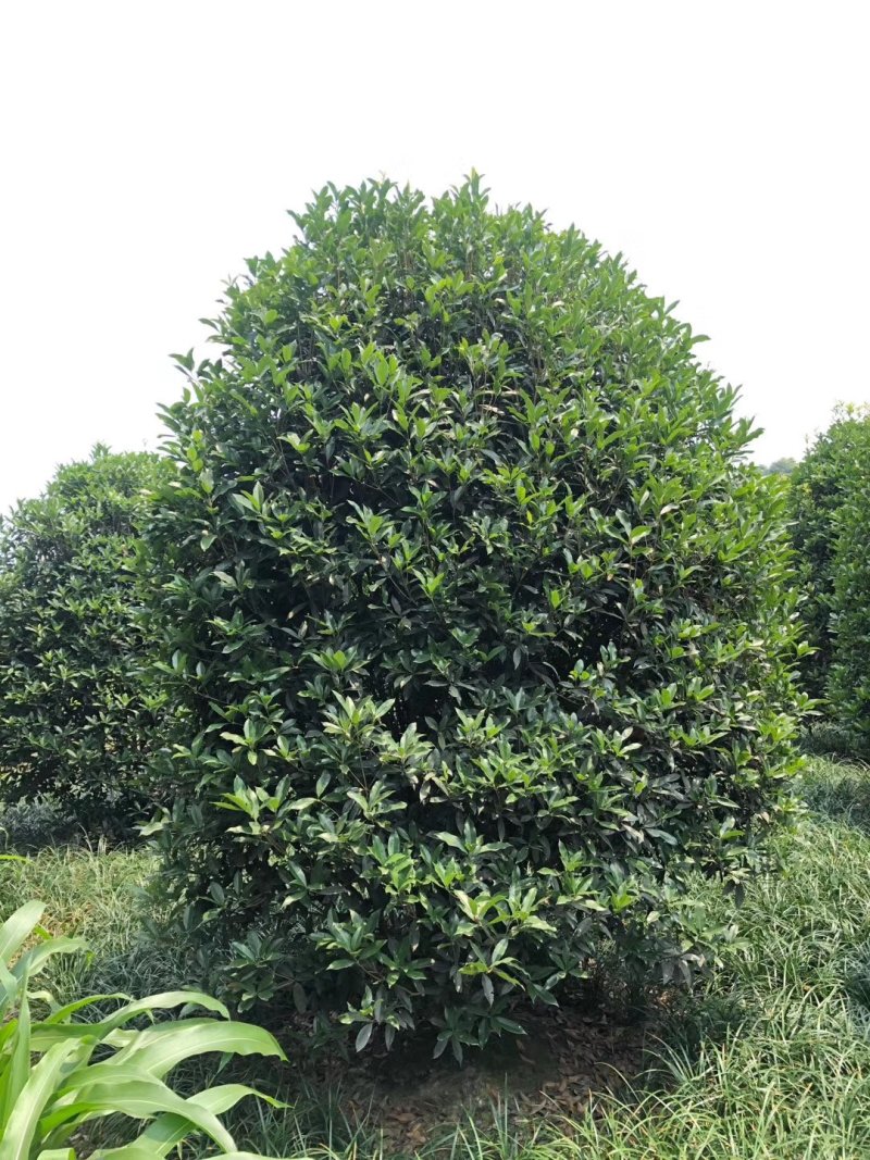 地笼子桂花四川基地直供量大规格齐全的地笼桂花量大从优