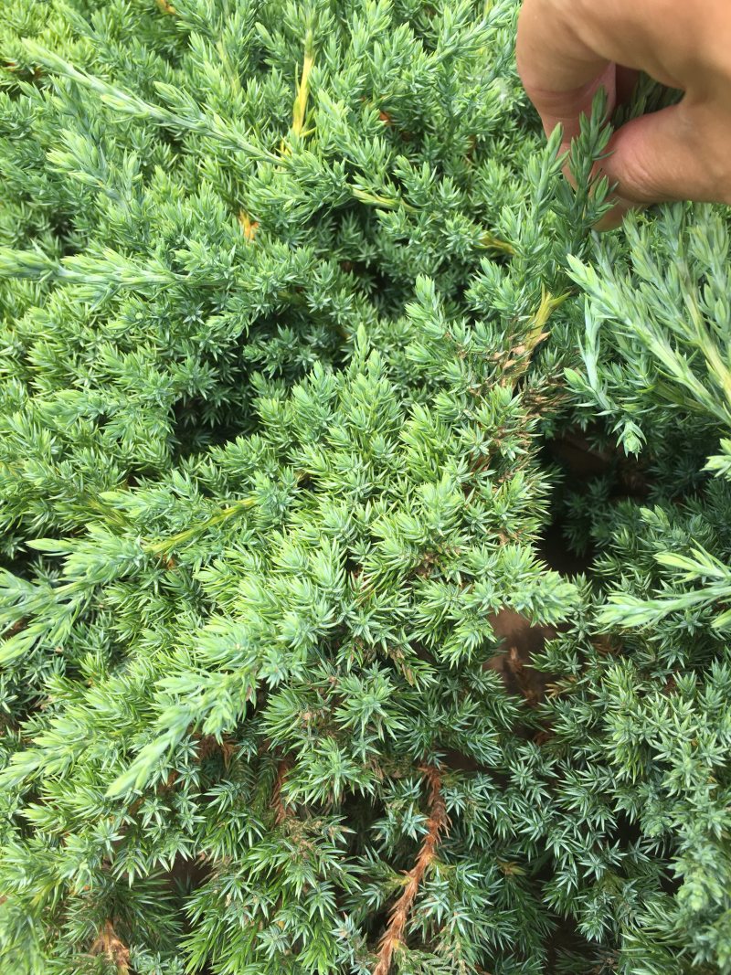 铺地柏地柏苗圃基地直发量大从优高30−60