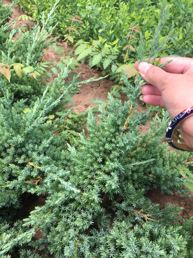 铺地柏地柏苗圃基地直发量大从优高30−60