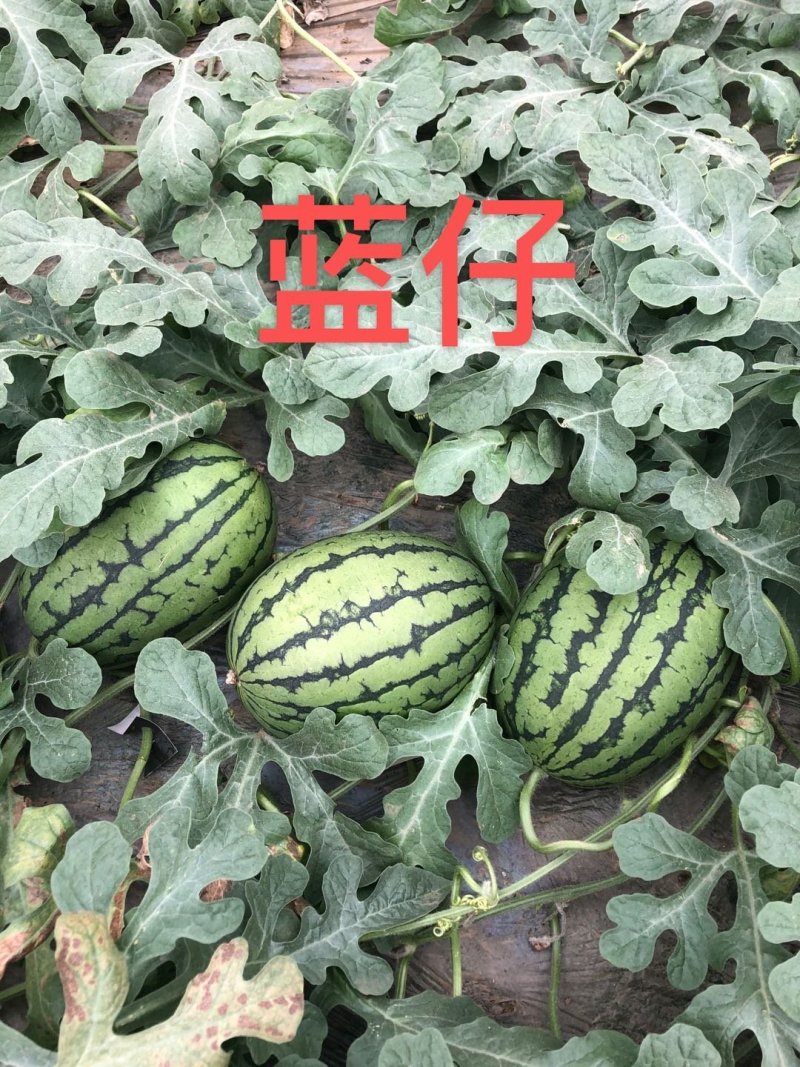 山东全美2K西瓜2K小吊瓜小糖丸西瓜保熟保甜一手货源