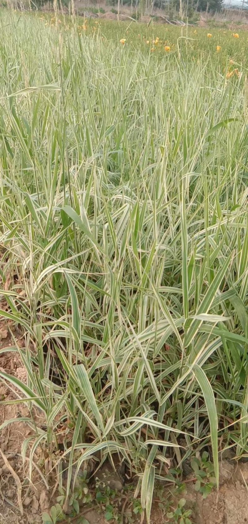 山东青州芦竹，花叶芦竹，基地直销，规格齐全质量保证