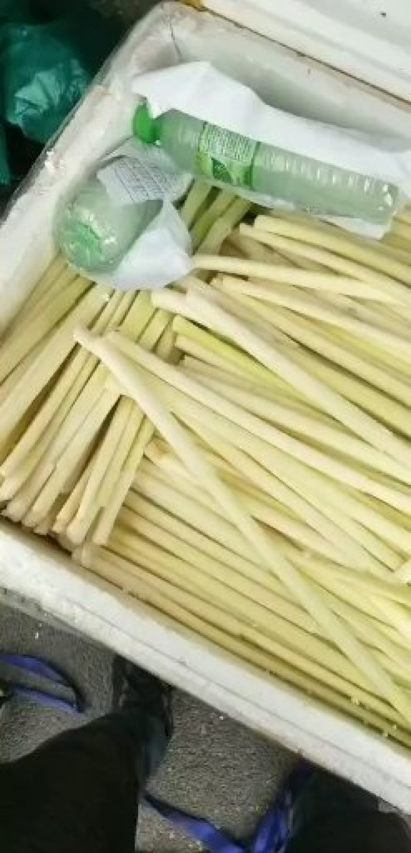大量供应鲜蒲菜物美价廉，量大从优欢迎你的光临